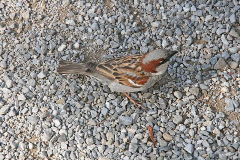 Neuschwanstein juni 2011 - 153
